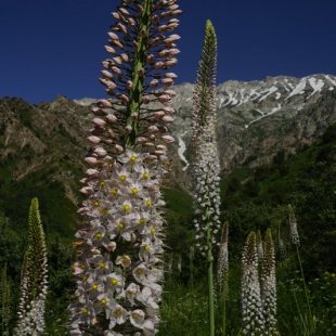 Eremurus robustus